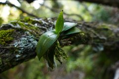Drymoanthus adversus