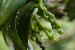 Drymoanthus adversus