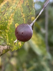 Celtis occidentalis