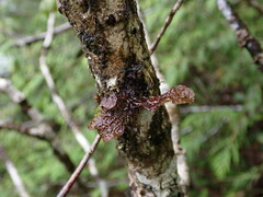 Lobaria anomala
