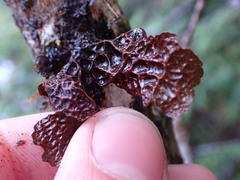 Lobaria anomala