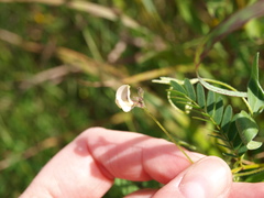Strophostyles leiosperma