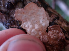 Lobaria anomala