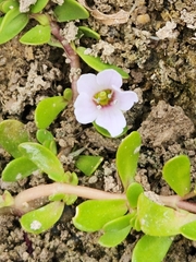 Bacopa monnieri