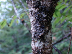 Peltigera collina