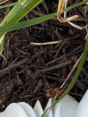 Polistes rubiginosus