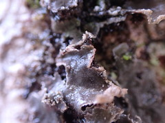 Peltigera collina