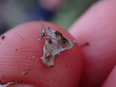 Peltigera collina