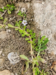 Bacopa monnieri