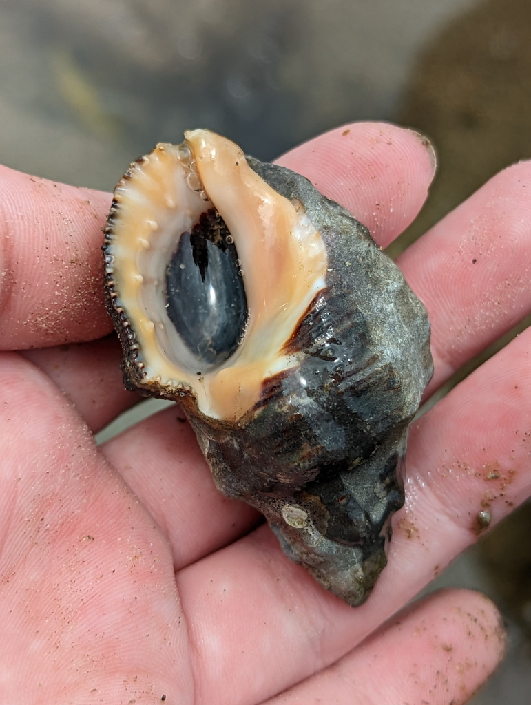 Chestnut Rock Shell from Etty Bay QLD 4858, Australia on October 05 ...