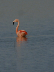 Phoenicopterus chilensis