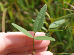 Strophostyles leiosperma