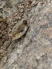 Paratettix mexicanus