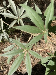 Vitex agnus-castus