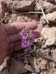 Astragalus