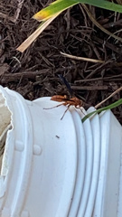 Polistes rubiginosus