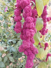Amaranthus cruentus