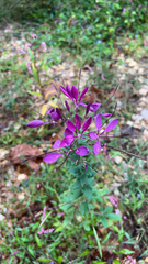 Cleome houtteana