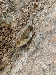 Paratettix mexicanus