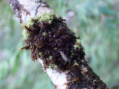 Ulota