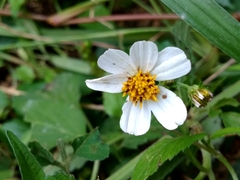 Bidens odorata