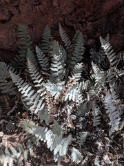 Myriopteris lindheimeri