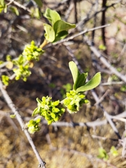 Vangueria parvifolia