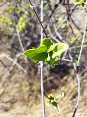 Vangueria parvifolia