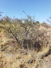 Vangueria parvifolia