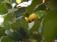 Psidium