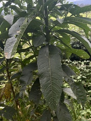 Solanum oblongifolium