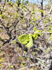Vangueria parvifolia