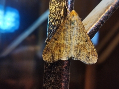 Erannis defoliaria