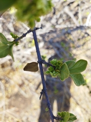 Vangueria parvifolia