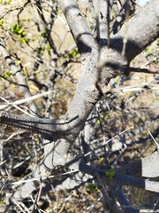 Vangueria parvifolia