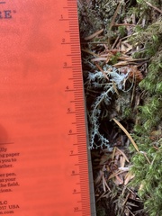 Sphaerophorus tuckermanii