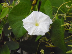 Ipomoea violacea