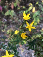 Melanostoma mellinum