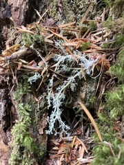 Sphaerophorus tuckermanii