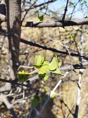 Vangueria parvifolia