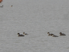 Podiceps occipitalis