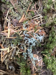 Sphaerophorus tuckermanii