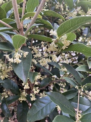Osmanthus