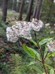 Eupatorium cannabinum