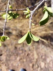 Vangueria parvifolia