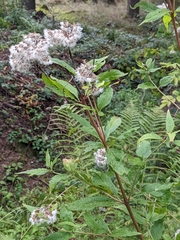 Eupatorium cannabinum