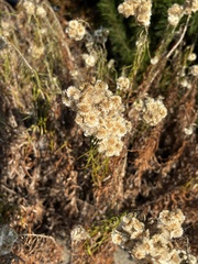 Anaphalis margaritacea