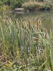 Typha