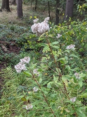 Eupatorium cannabinum