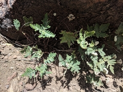 Notholaena standleyi